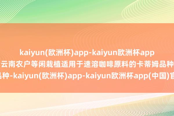 kaiyun(欧洲杯)app-kaiyun欧洲杯app(中国)官方网站-登录入口云南农户等闲栽植适用于速溶咖啡原料的卡蒂姆品种-kaiyun(欧洲杯)app-kaiyun欧洲杯app(中国)官方网站-登录入口