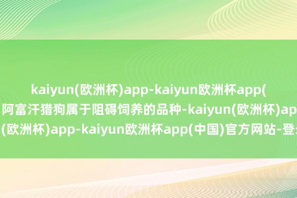 kaiyun(欧洲杯)app-kaiyun欧洲杯app(中国)官方网站-登录入口阿富汗猎狗属于阻碍饲养的品种-kaiyun(欧洲杯)app-kaiyun欧洲杯app(中国)官方网站-登录入口